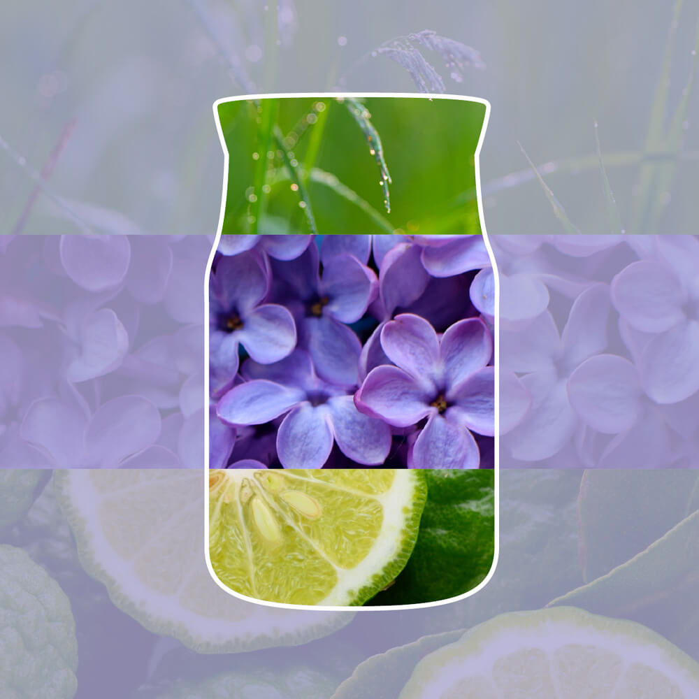 Lilac Blossoms