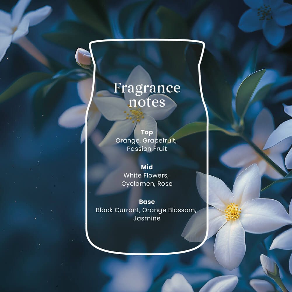 Midnight Jasmine