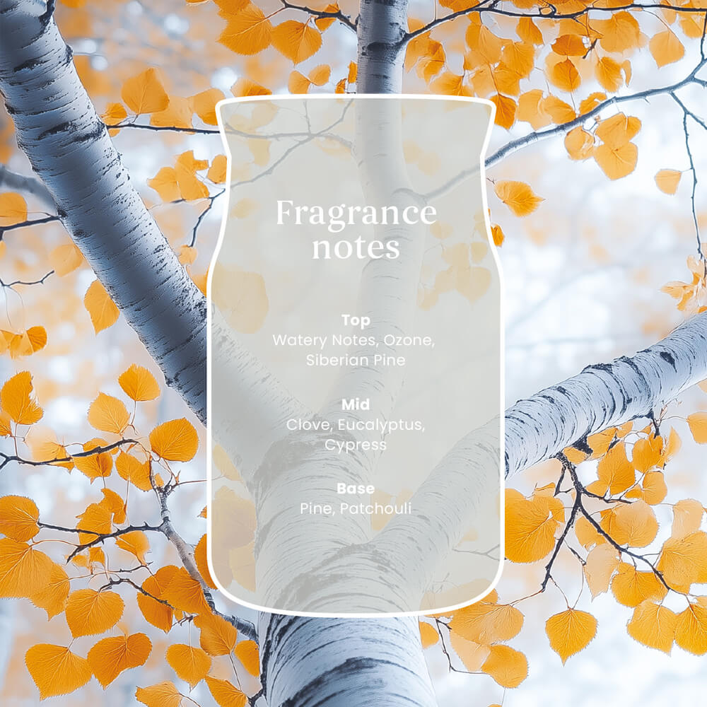 Silver Birch