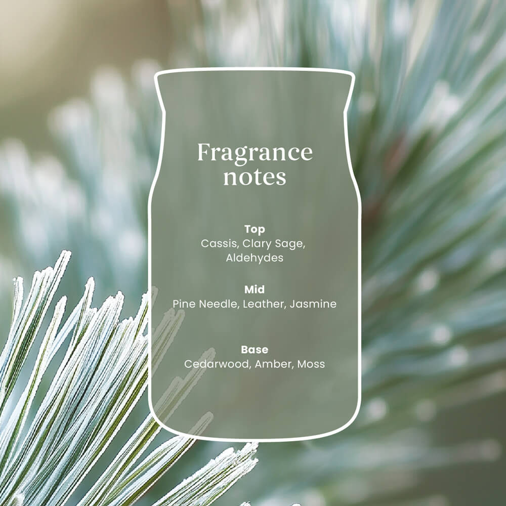 Silver Sage and Pine