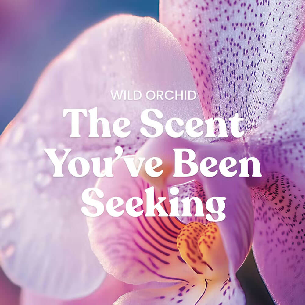 Wild Orchid