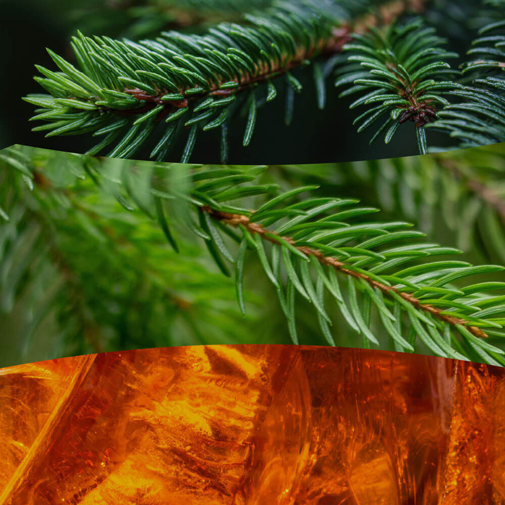 Frasier Fir